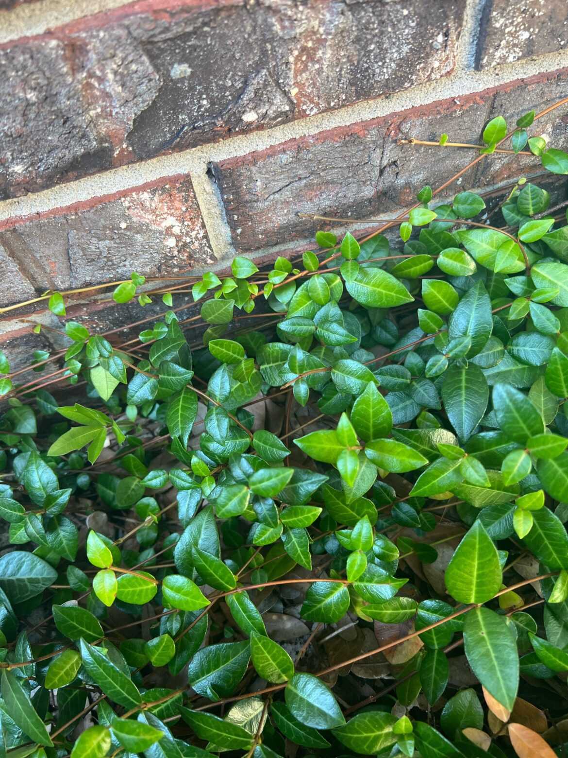 Is this a type of Ivy growing in my yard? If so, what kind?
