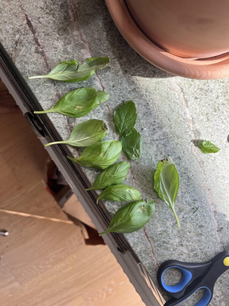 Brown spots on my Herbs, HELP!