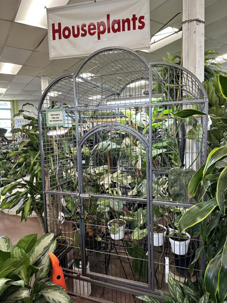 the proplifters got these plant store putting their rare ones in jail 😂😂😂
