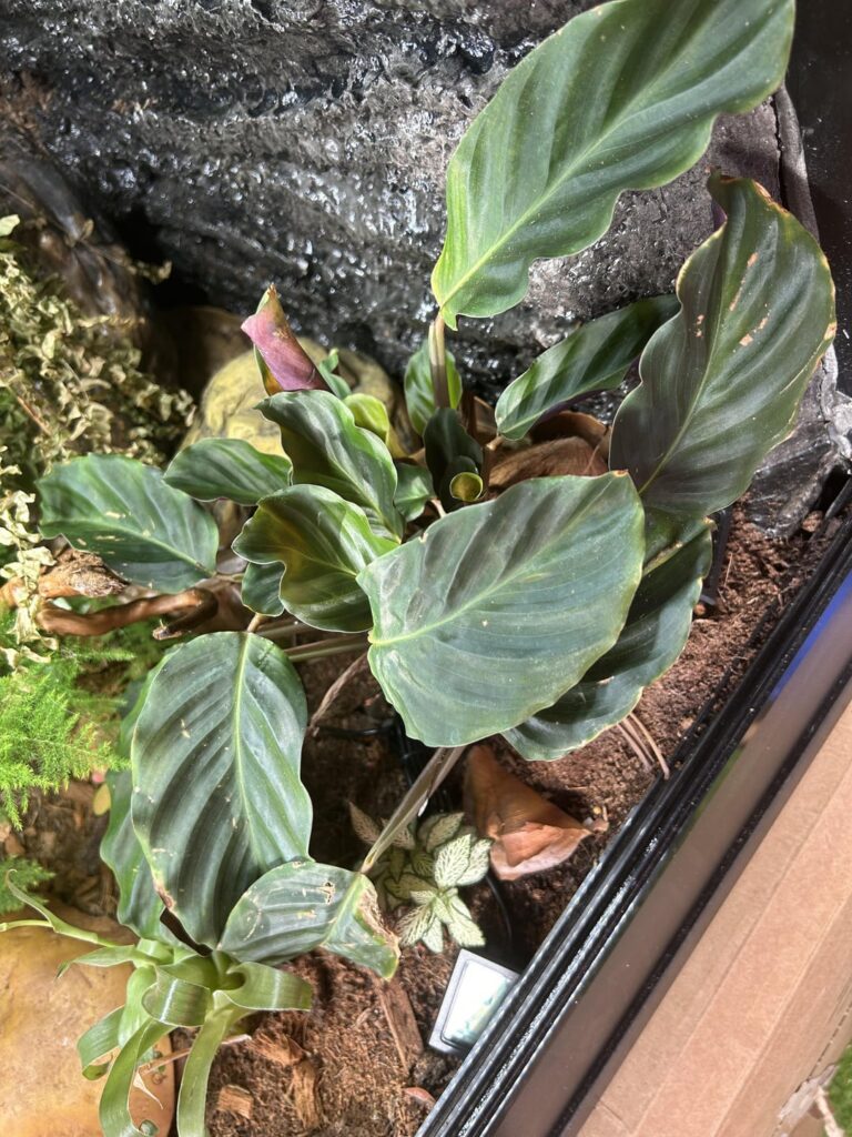 Baby leaves drying out?