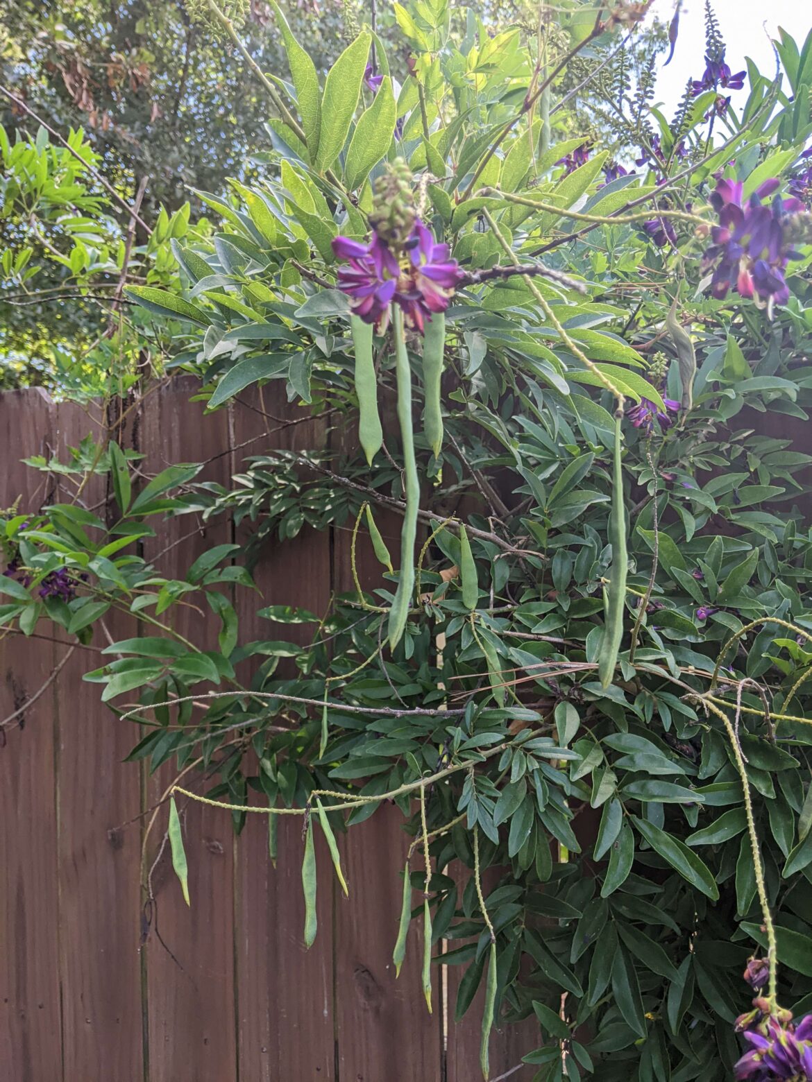 Moved to a new place. Anyone know what exactly this is? Is it safe? I have cats