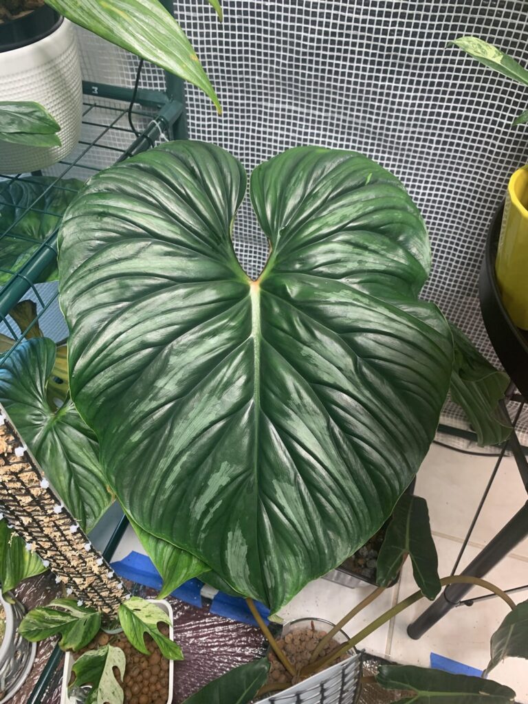 My plowmanii dark form 😍