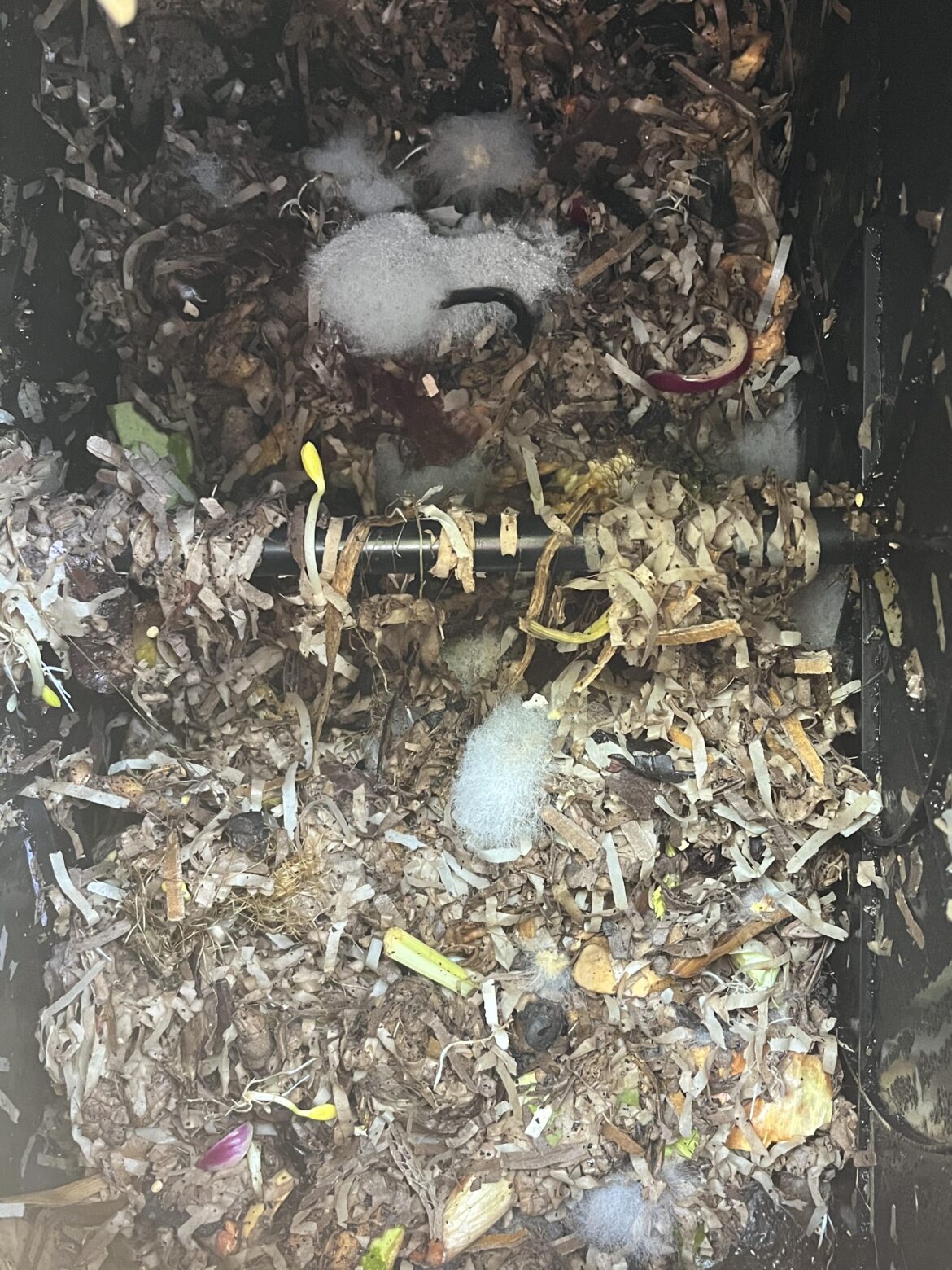 Just starting out and we are positively blooming with mold! This all popped up overnight. This is the good stuff right?