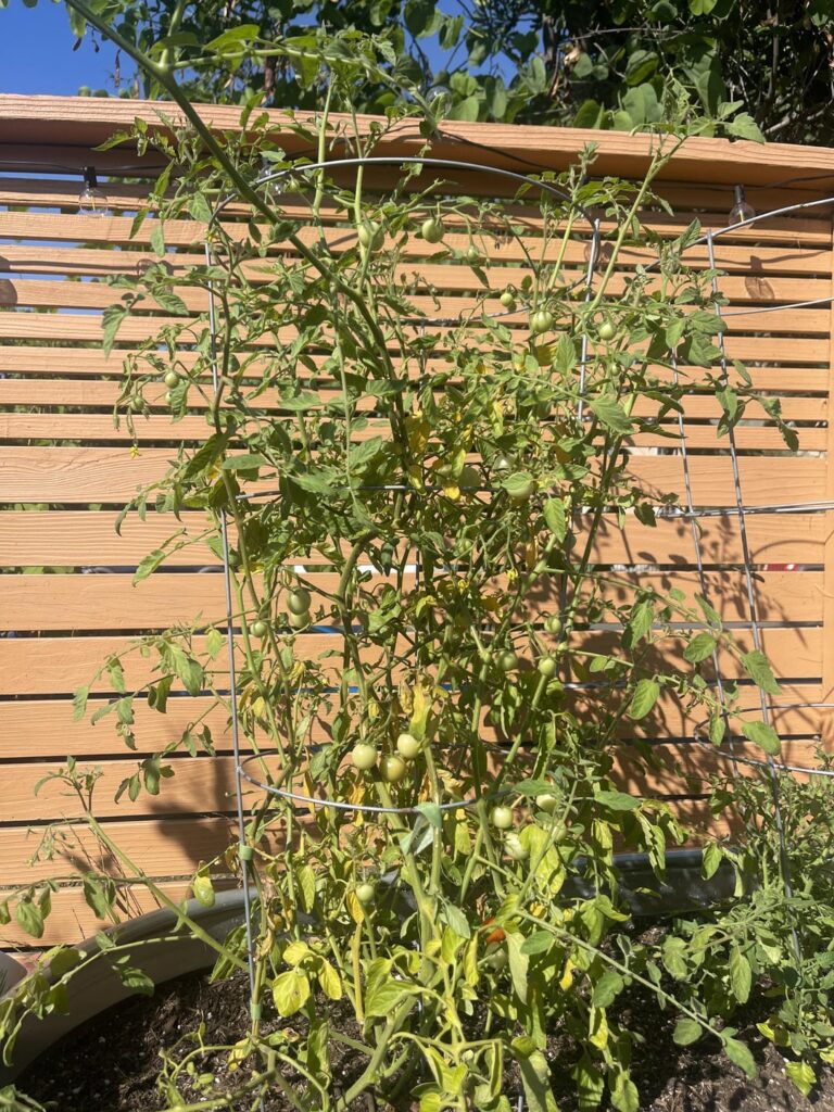 What is happening to my tomato plant and how can I fix it? What is happening to my tomato plant and how can I fix it?
