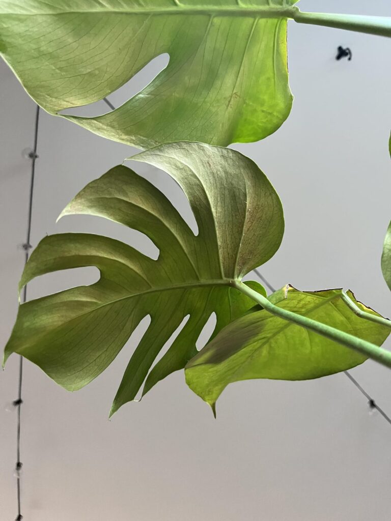 Monstera Deliciosa // rust fungus?