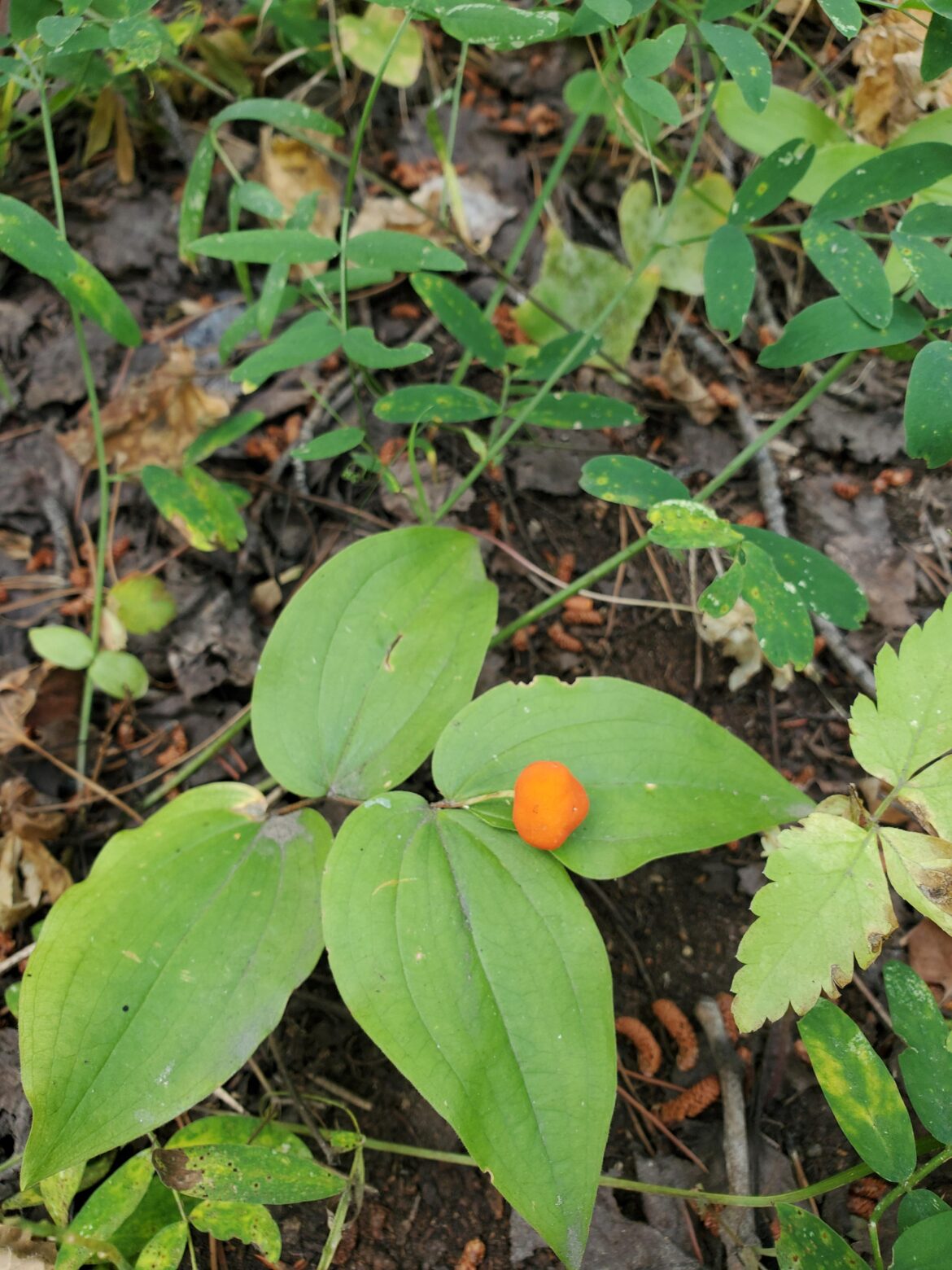 Looking for a Berry id! From northern colorado in the rockies.