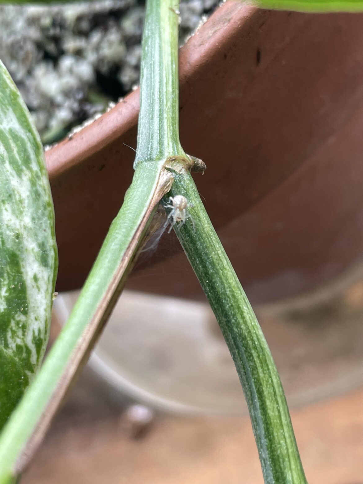 Is this a pest or just a spider?