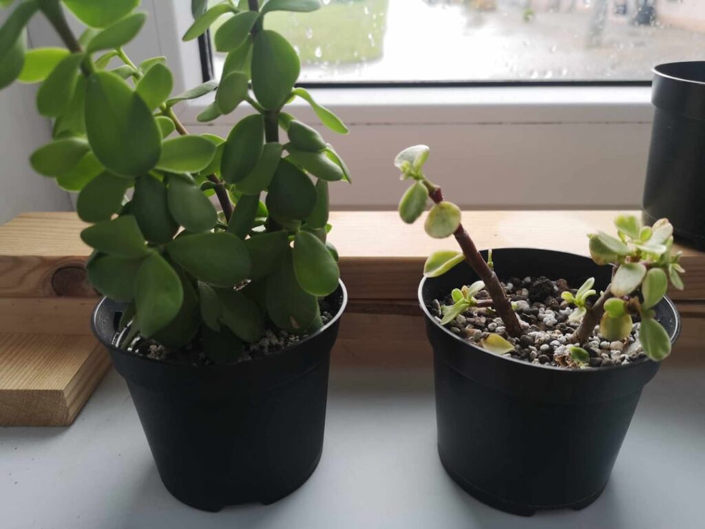 Portulacaria afra not growing