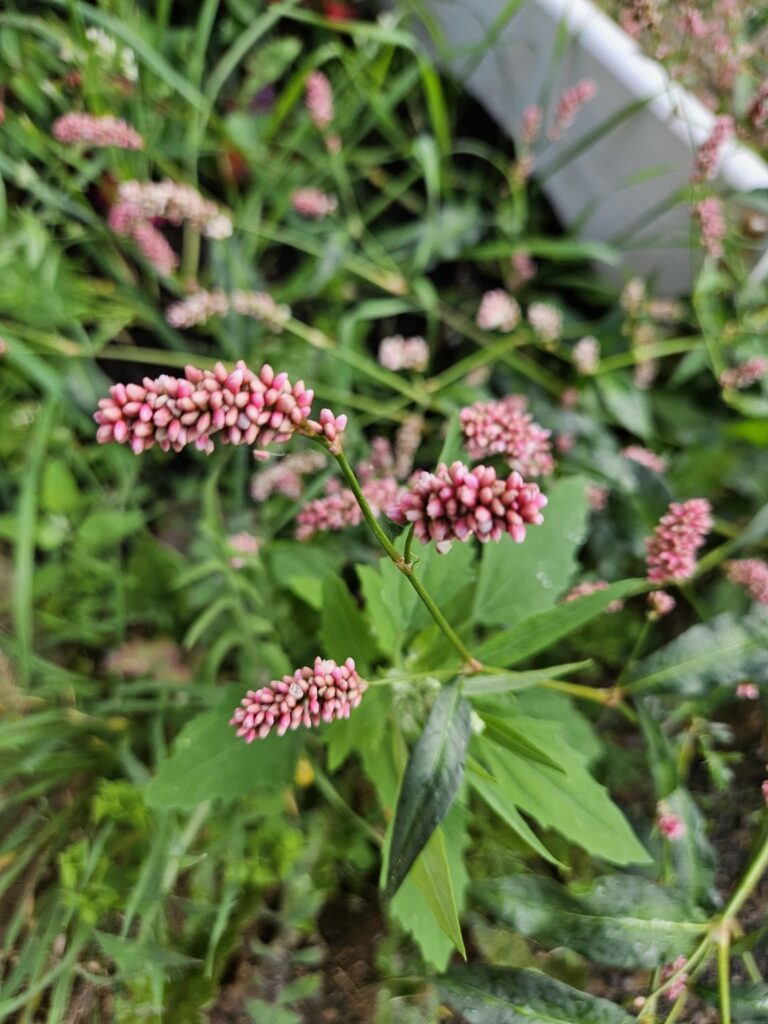 I love this weed, can I plant it in pots? I love this weed, can I plant it in pots?