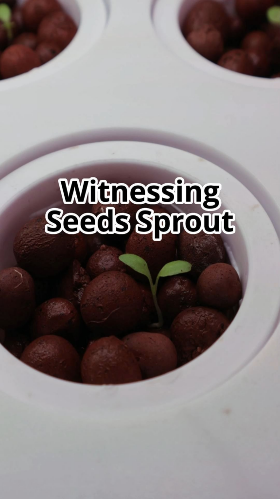 🌱 Magical moment in Lettuce life