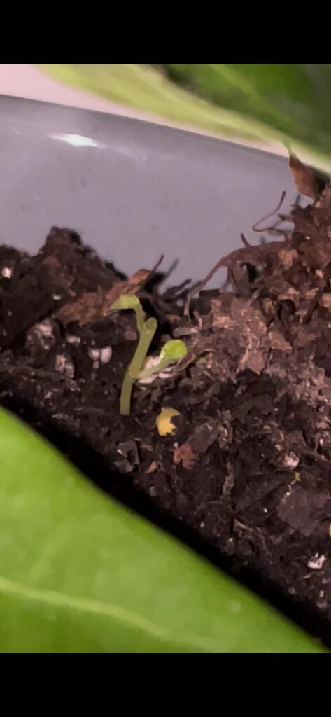 Something growing next to FLF