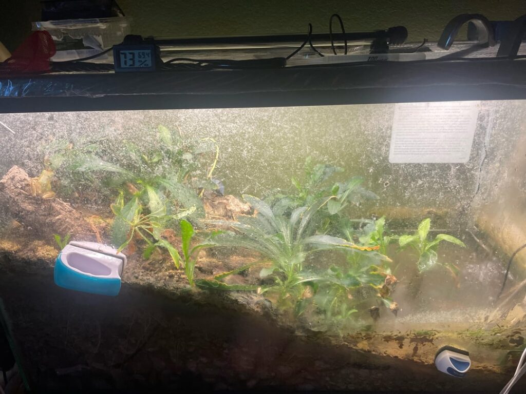 Behold my 2 year old Paludarium for my frog