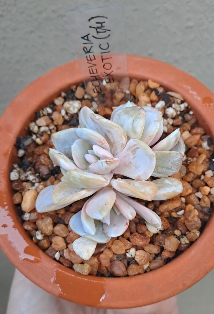 New Haul!!!🌵🏵️🌵🏵️🌵🏵️