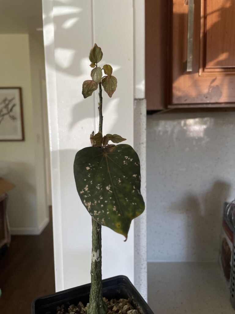 SOS- Stylosa help needed