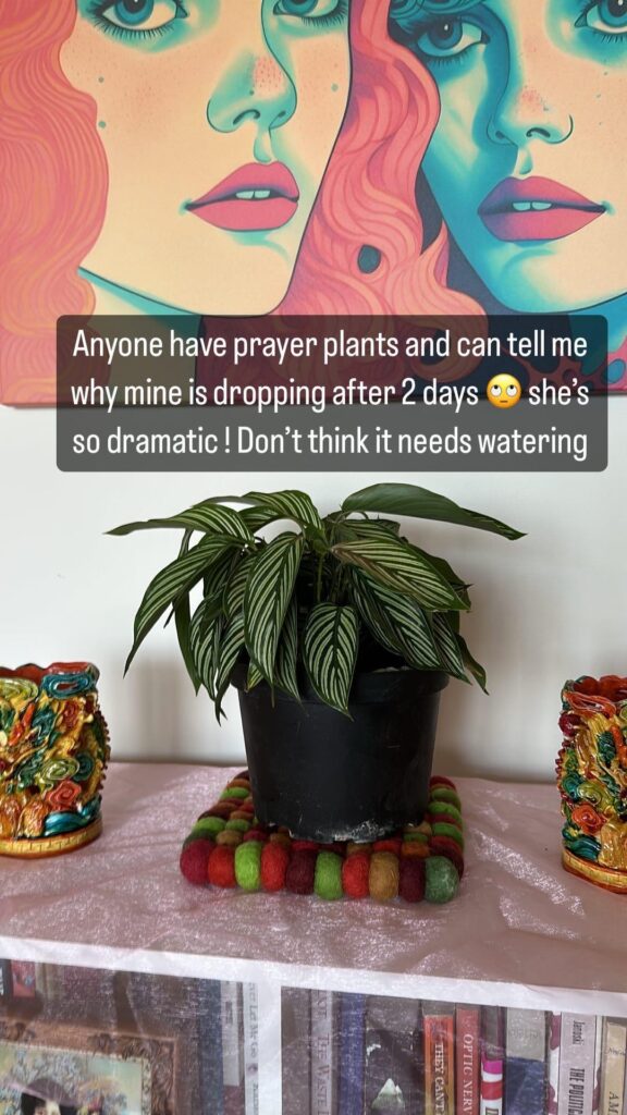 Newly bought droopy calathea? 😢