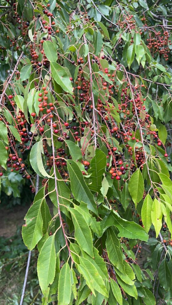 What berries are these and are they edible?