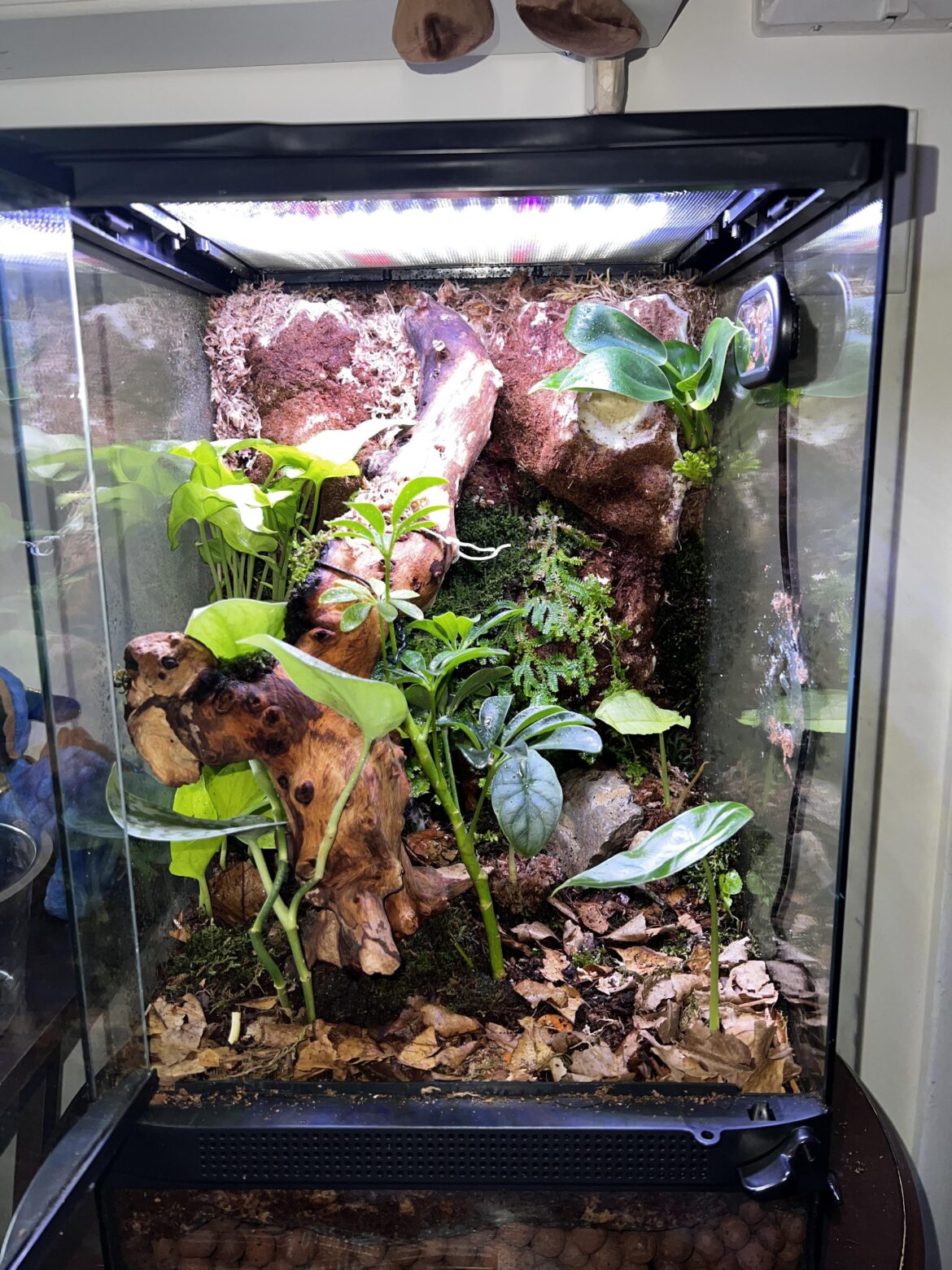 Finale decision, gargoyle or crested gecko (would be juvenile) Finale decision, gargoyle or crested gecko (would be juvenile)