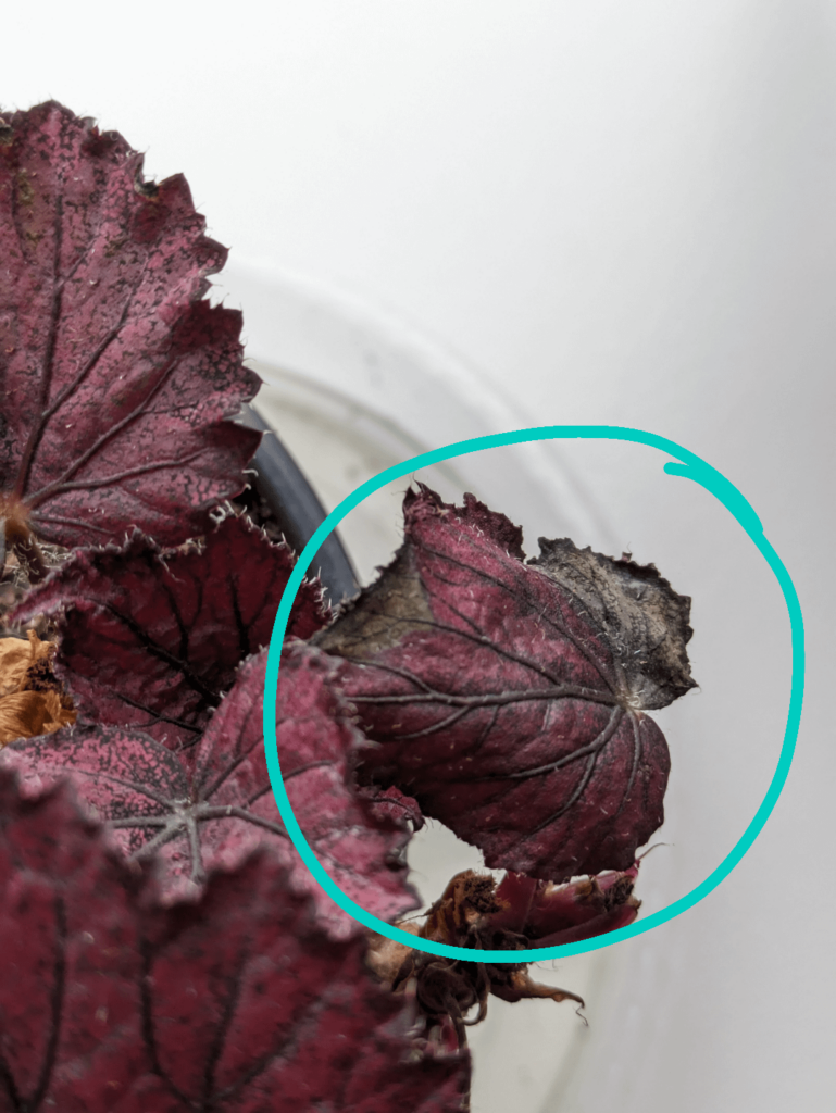 Help with drying out leaves of Begonia Rex Help with drying out leaves of Begonia Rex