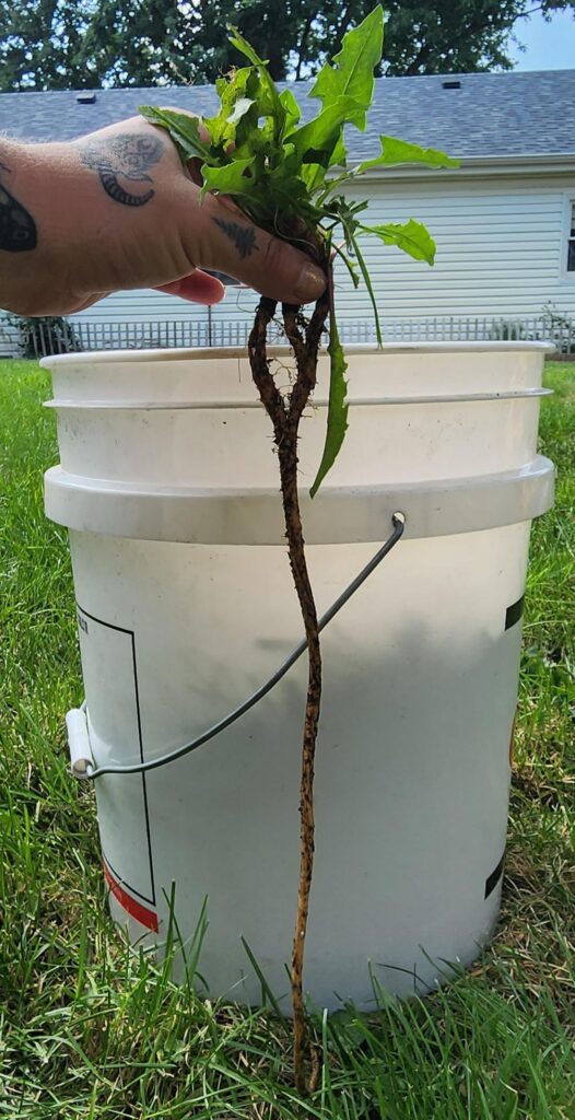 Was weeding my no lawn section and pulled this bad boy up. No wonder dandelions are so hard to get rid of.