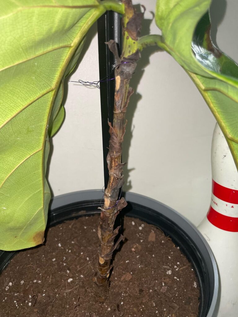 Will this fiddle leaf make it?