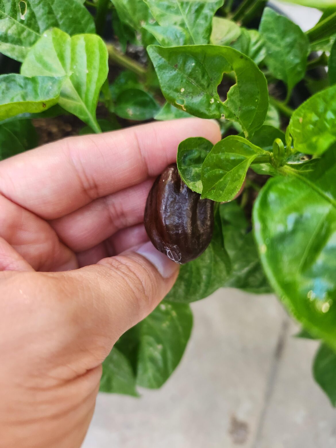 My first Chocolate Habanero