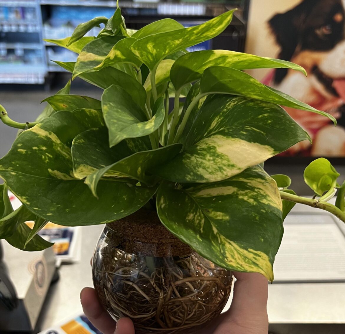 Got this from my workplace. The sticker says “Hawaiian Epipremnum” how do I care for it? Should I split the bunches since there is so much?