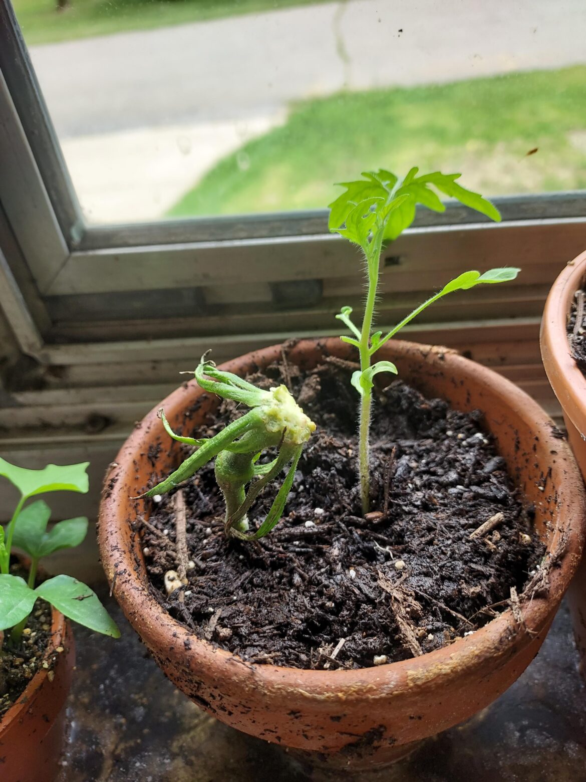 Friend gave me a delicious tomato, will this work?