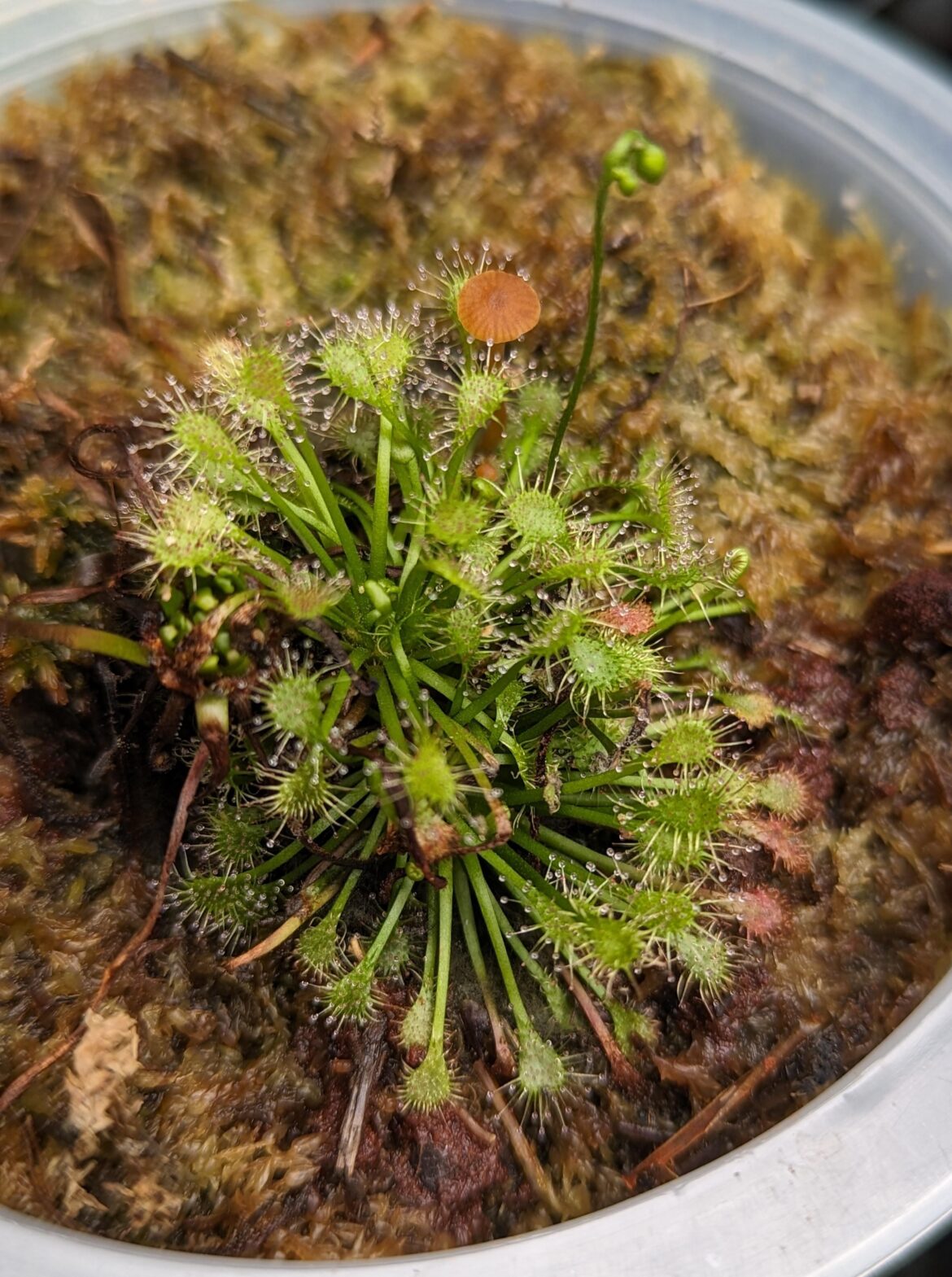 This vigorous volunteer (not the mushroom) popped up a couple months ago. My guess is D. Paradoxa. Ideas?