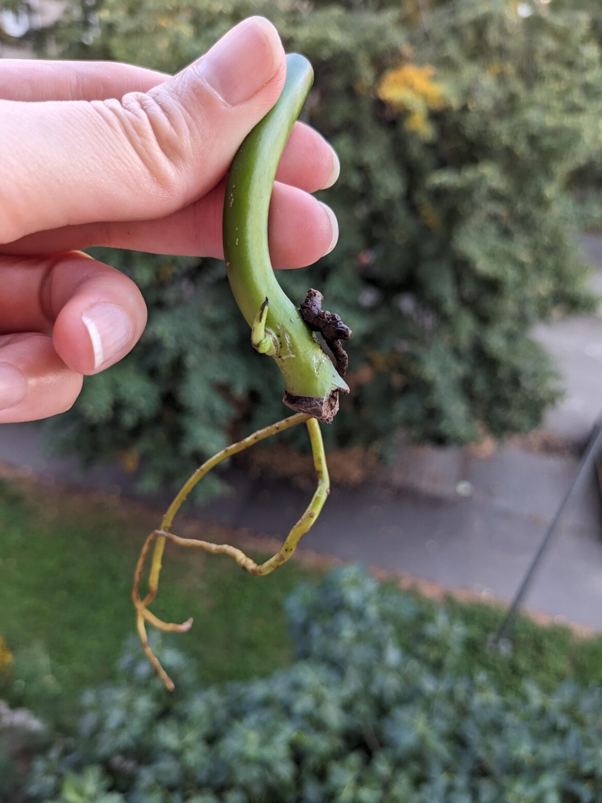 I got this mistery wetstick and I have no idea what it can be. Any guesses? I think maybe Monstera deliciosa? Thanks.