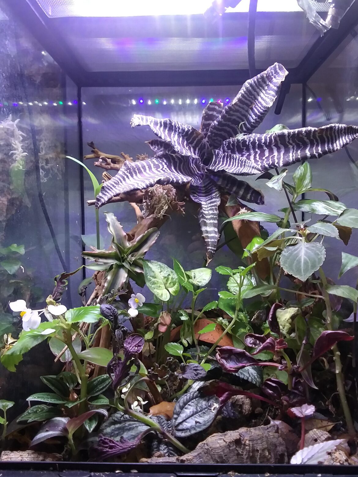 Mourning gecko setup! Any advice?