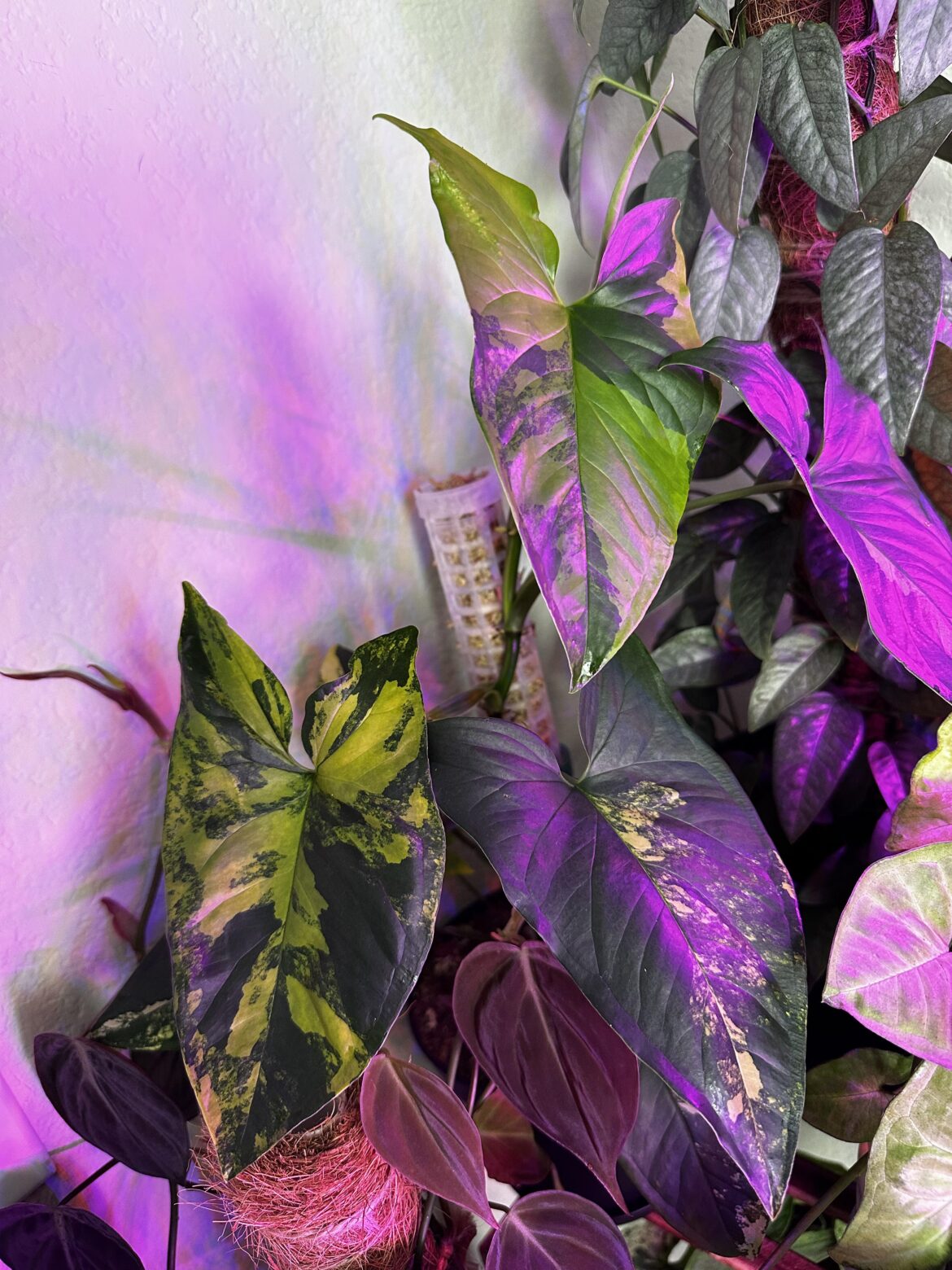 The three newest leaves on my Syngonium Aurea 😍