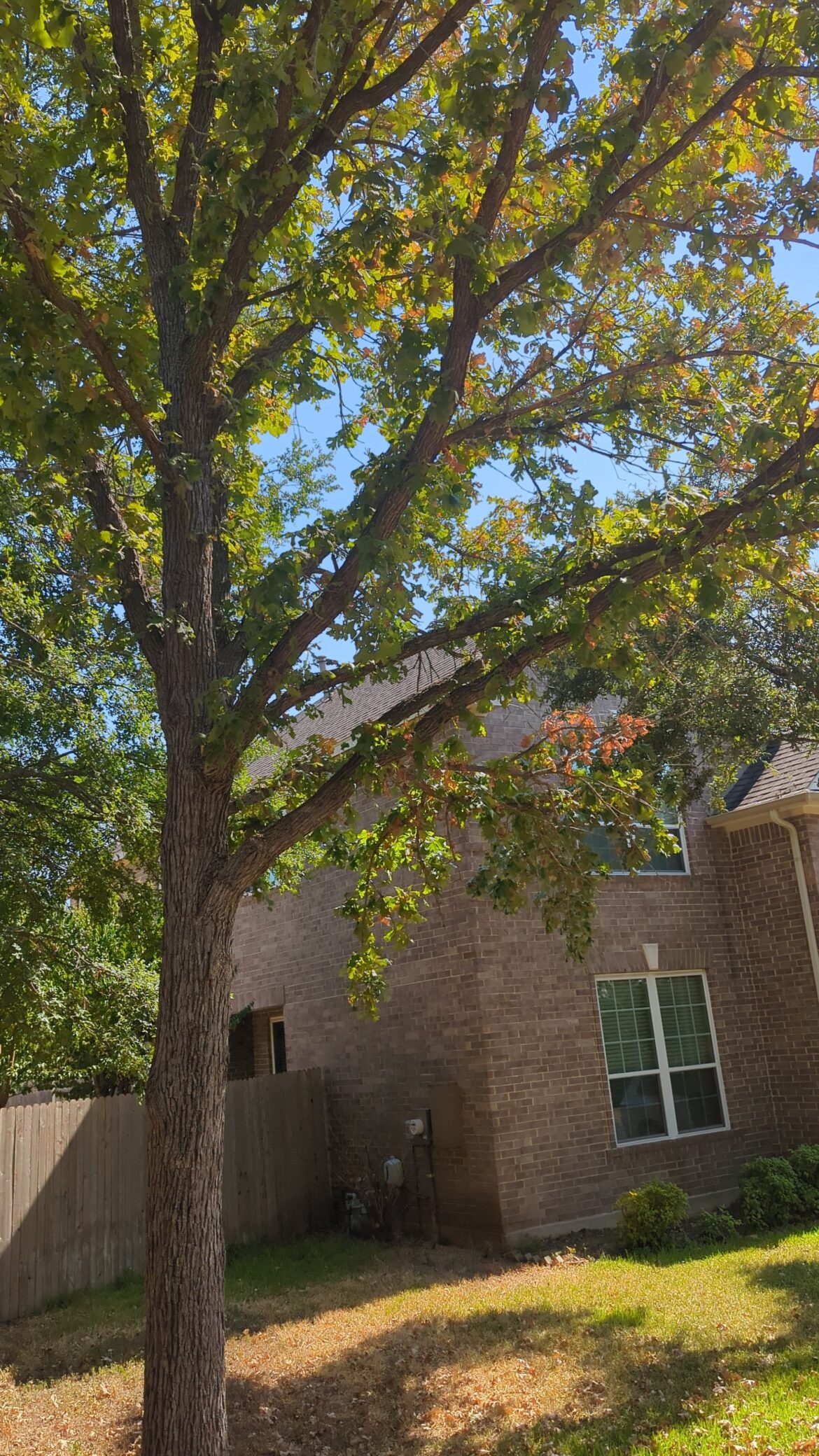 Oaks dropping leaves