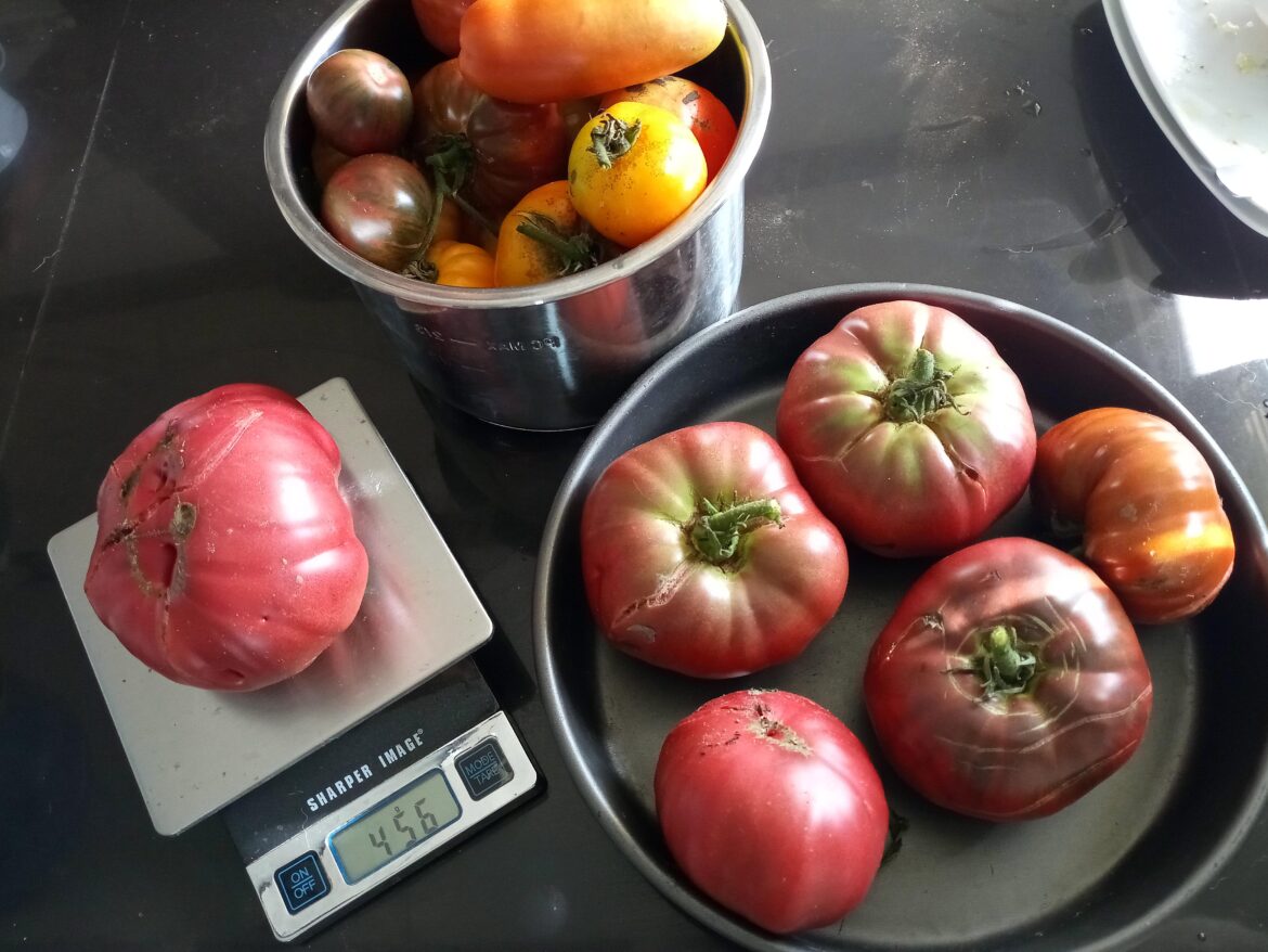 One pounder! Black Krim biggest in the garden so far