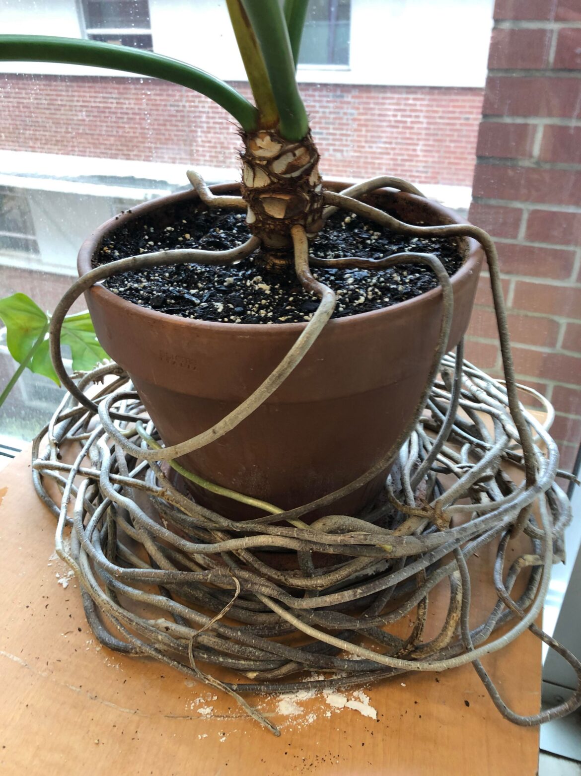 Back in the office full time and dealing with some neglected office plants. Obviously going to repot this philodendron, but should I bury these aerial roots or leave them out when I do?