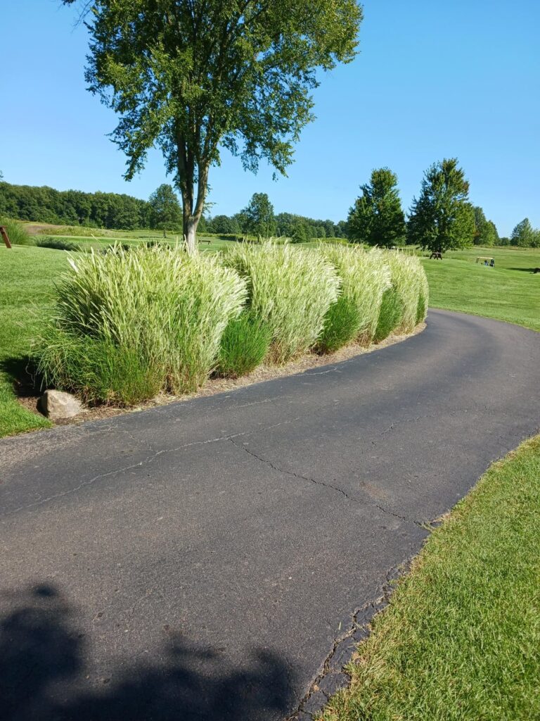 Miscanthus "hedge"