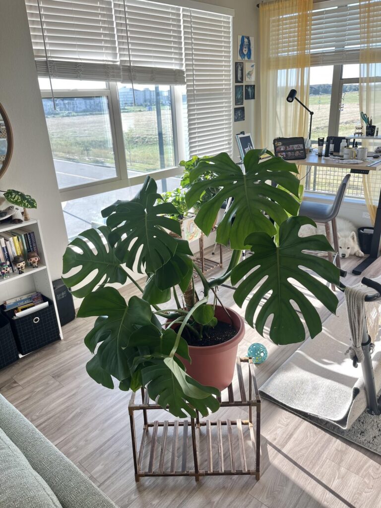 Monstera leaves are dropping