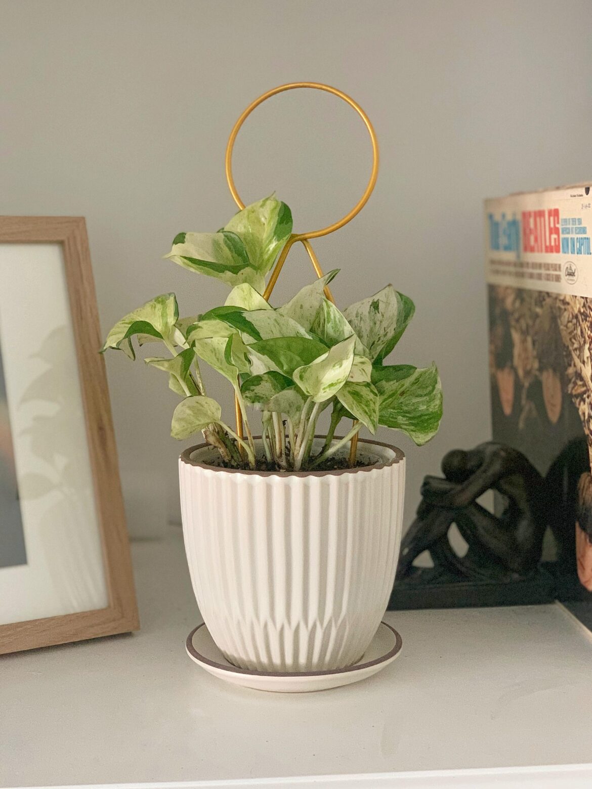 Trying out a trellis!