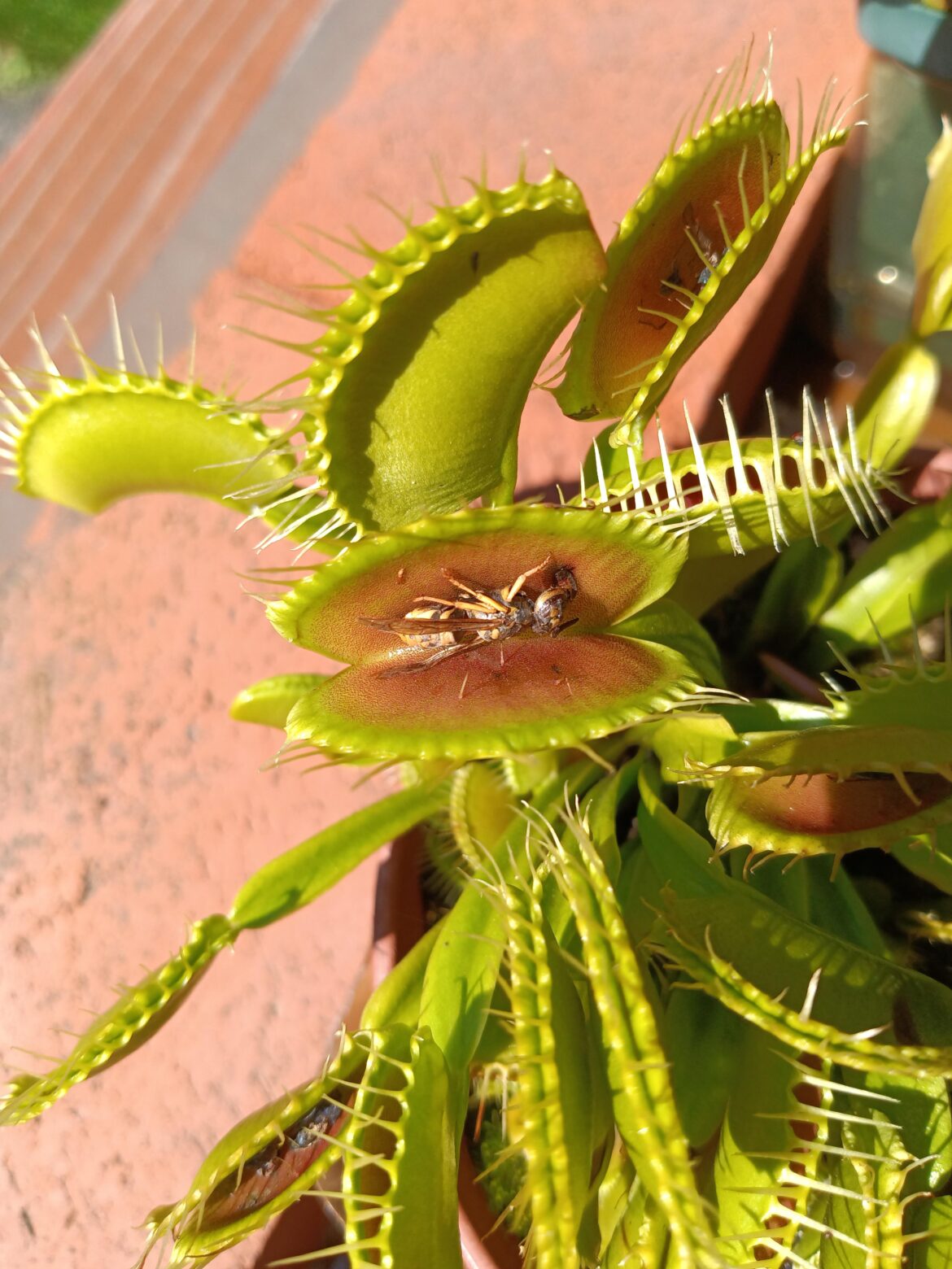 Nice, Looks like my 'big mouths' last meal was a yellow jacket of some sort. seriously this thing is always eating something ... i looked at another trap and there was three dead flies in it!