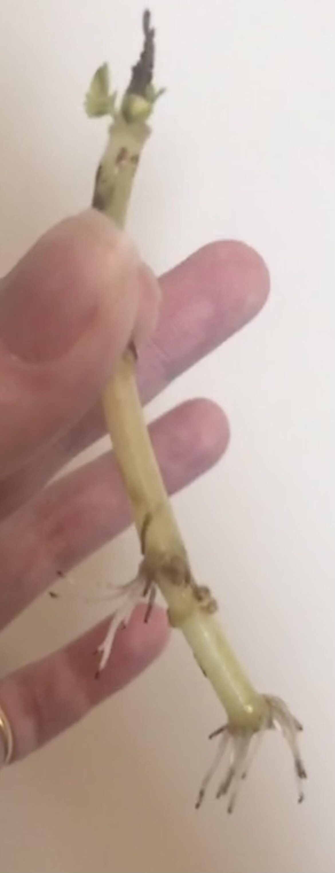 Has this prop failed? Leaves have all fallen off & roots have black tips 😂