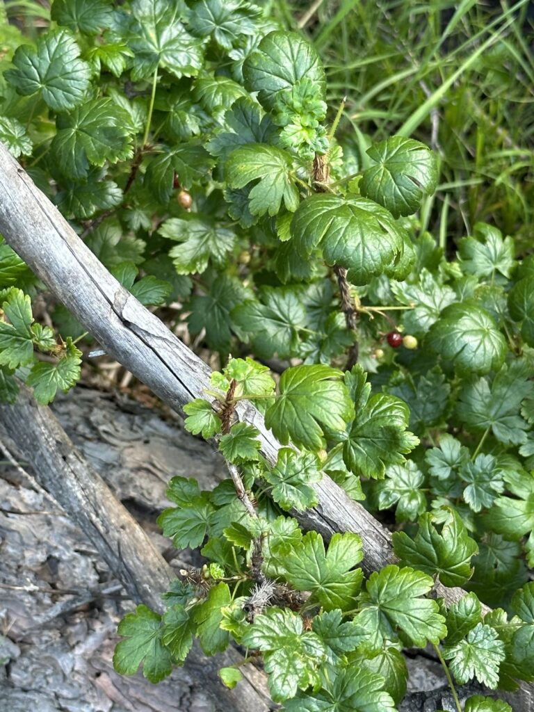 Is this a currant?