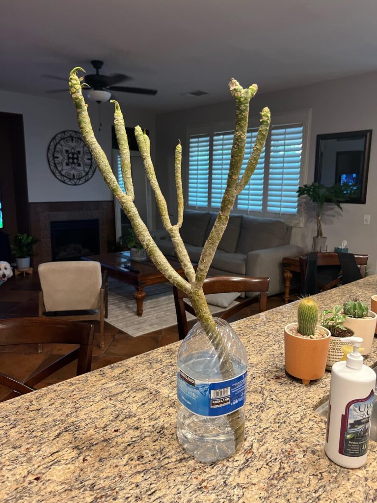 Unsure how to properly care for this gift i received today. Unsure how to properly care for this gift i received today.