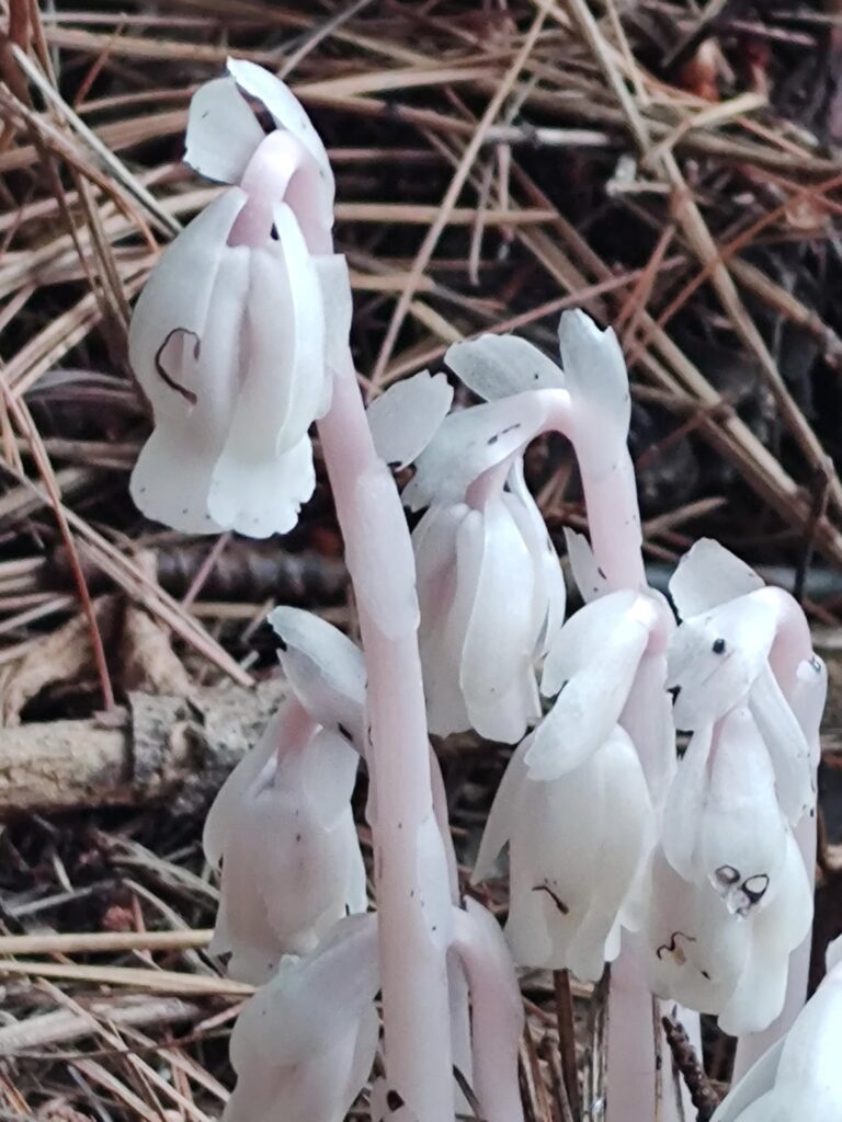 Found in western Maine. What is this? I'm fascinated!