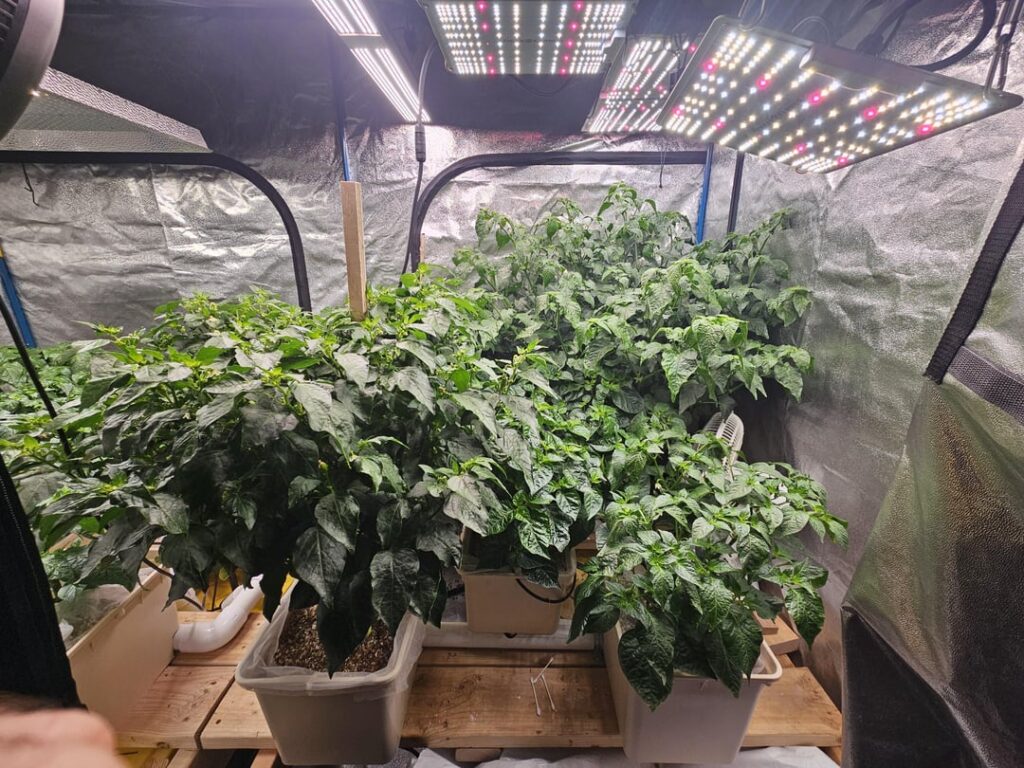 This bato bucket aji mango has gotten a little out of hand...