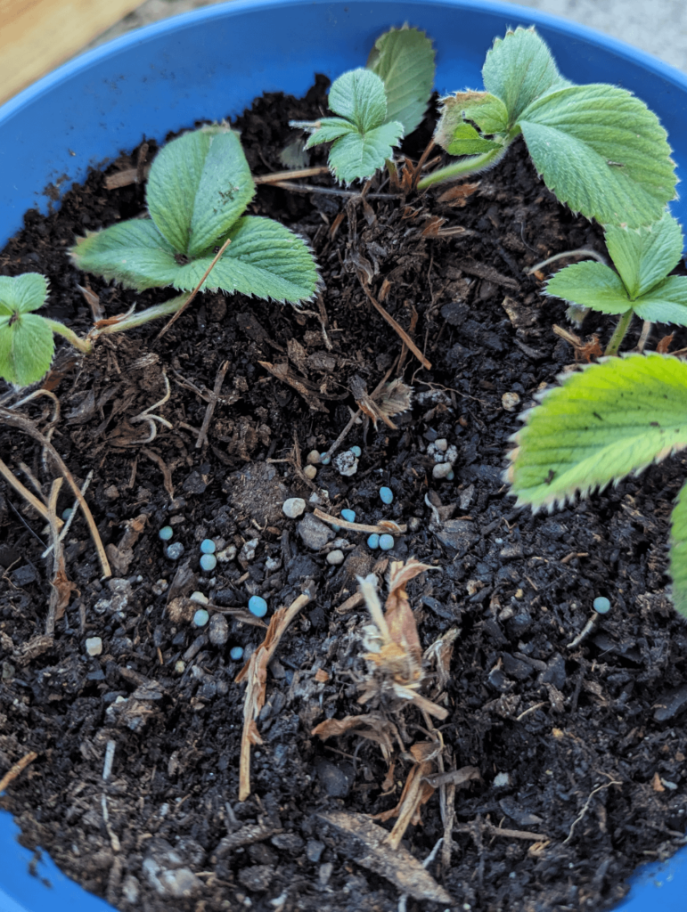 Will my pine berries recover? (7a) Will my pine berries recover? (7a)