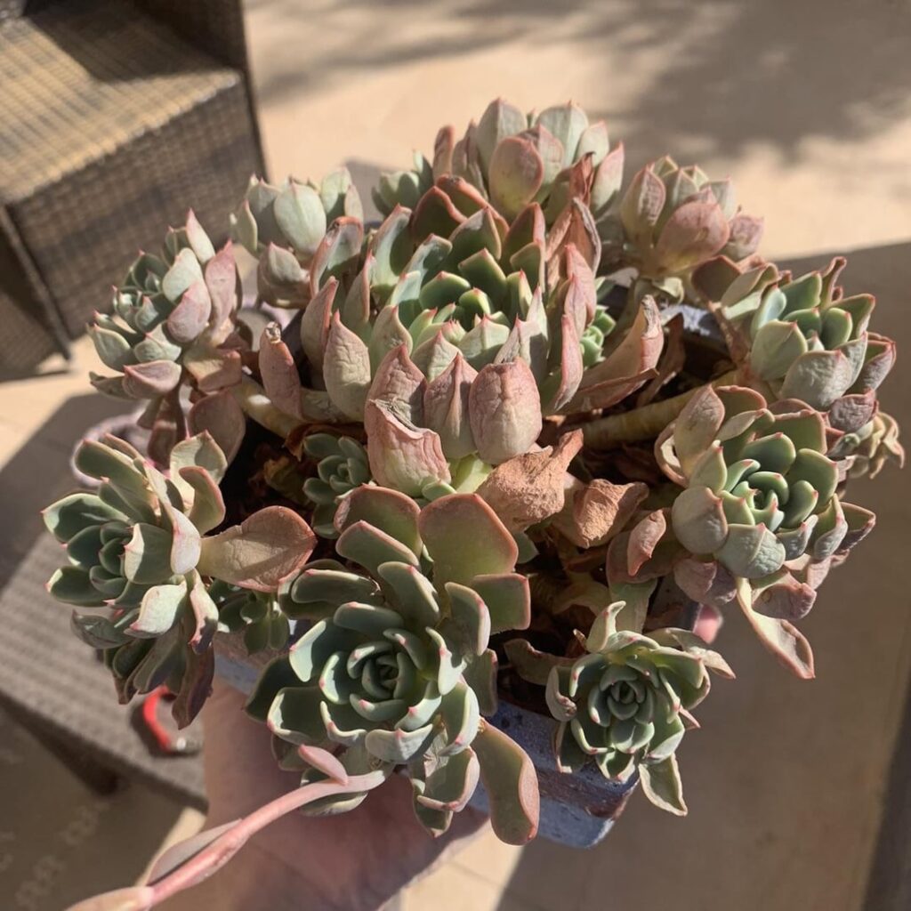 Nanahukumini before and after watering