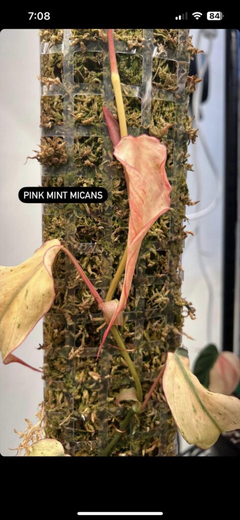 People really enjoy the look of these and pay an arm and a leg for them hey?