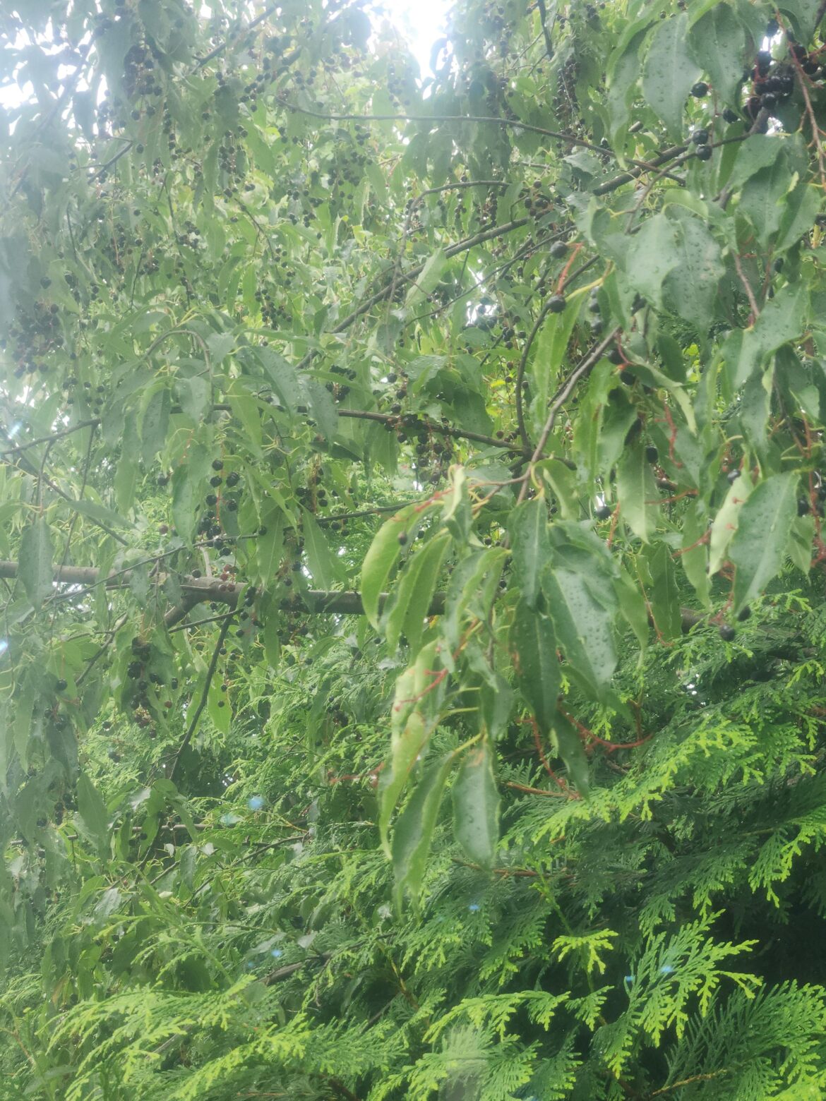Please help me identify these berries?