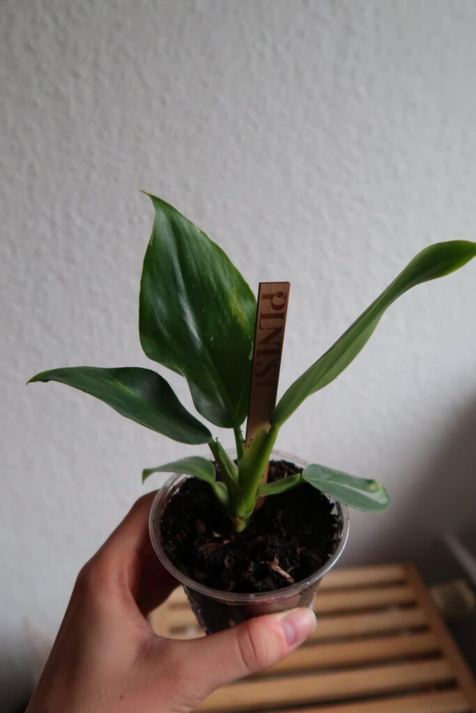 can someone help me identify this baby?