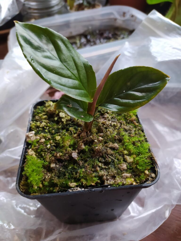 Culcasia scandens, pretty rare in cultivation.