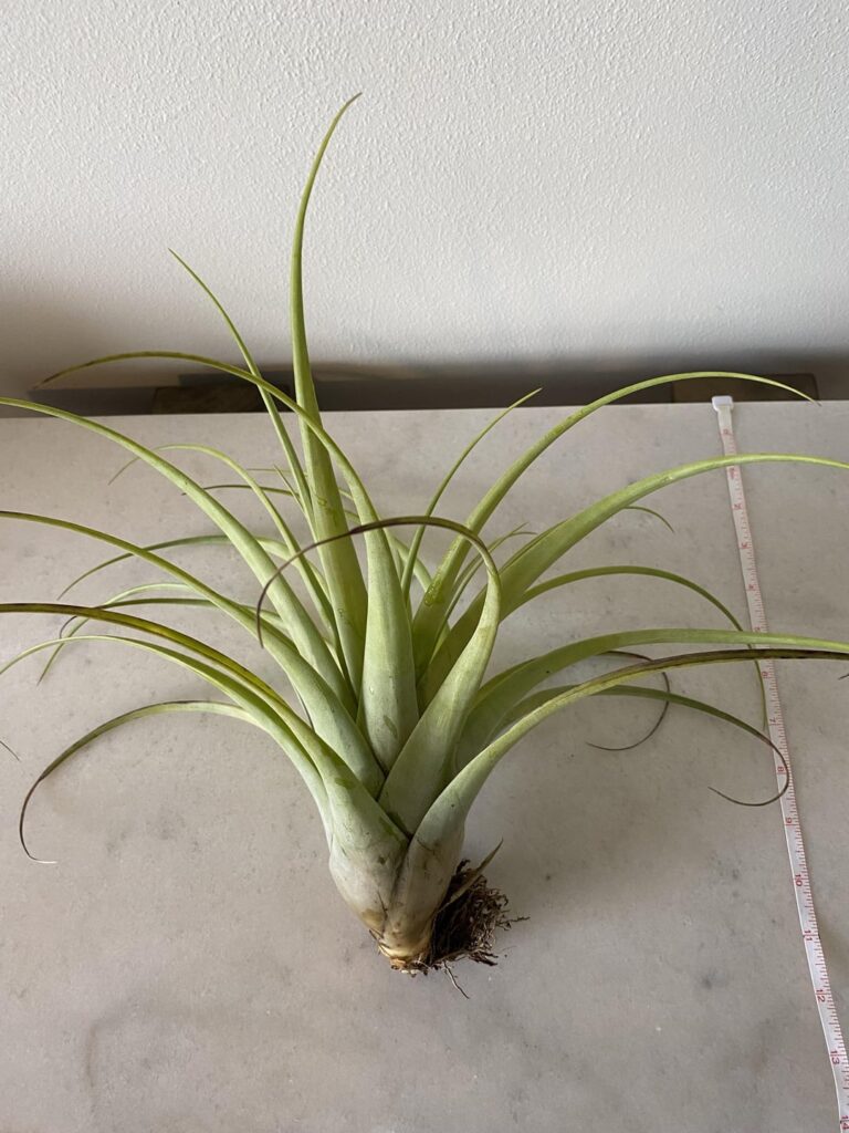 Found some big air plants on the ground after hurricane idalia. Can anybody help me identify them?